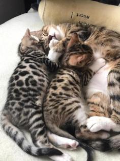Bengal mix suchen Dosenöffner