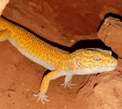 Leopardgeckos aus langjähriger Zucht