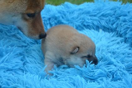 24 Jahre Shiba Inu Zucht in Sachsen