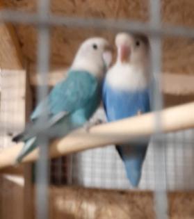 2 Agaporniden zu verkaufen