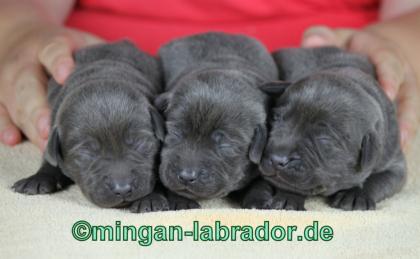 Labrador Retriever premium Welpen, light Silber, light Charcoal