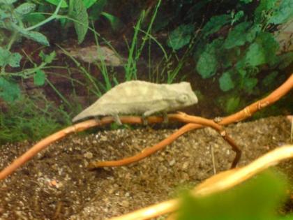 Zwergchamäleons Rhampholeon brevicaudatus
