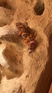 Männlicher Leopardgecko