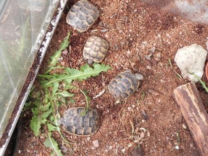 Maurische Landschildkröten NZ 2021