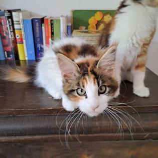 Zuckersüß Maine Coon Kitten MIT Stammbaum