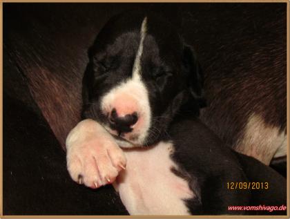 Deutsche Doggen Welpen G-Star sucht noch einen Partner für s Leben