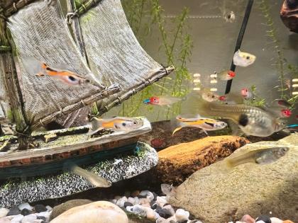 Schöne Endler Guppy/ Guppies zu verkaufen Weibchen Männchen