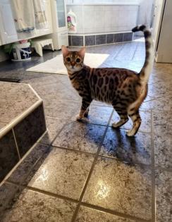 Bengalkatze sucht dringend neues Zuhause