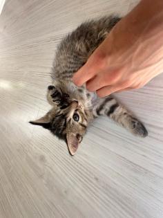 4 Katzen suchen gute Hände