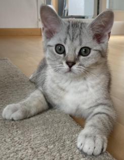 Bkh Kitten mit offenen Stammbaum blg. B