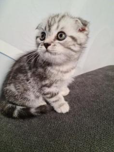 Süße BKH Britische Kurzhaar Katzen baby katzen suchen ein neues Zuhause