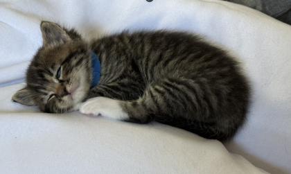 Süße verschmuste Britisch Kurzhaar, Britisch Langhaar und mix Kitten Katzenbabys aus liebevoller