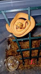 0. 0. 5 Corallus hortulanus