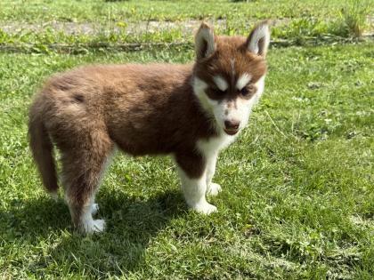 Sibirische Husky-Welpen 8 Wochen alt, geimpft entwurmt