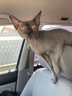 Sphynx-Katzenbabys vom Züchter