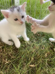 Türkisch Angora Mix