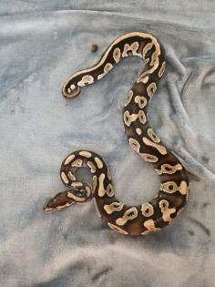 1, 0 Mojave Königspython zu verkaufen