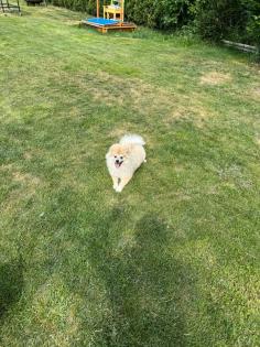 Spitz Rüde