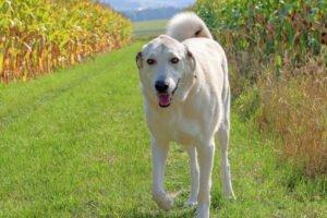 Zimtschnecke - weiblich 4 Jahre 78 cm 55 kg Kangal-Mix Gechipt Kastriert