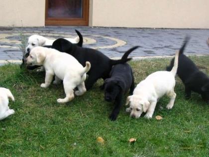 Süße Labradorwelpen