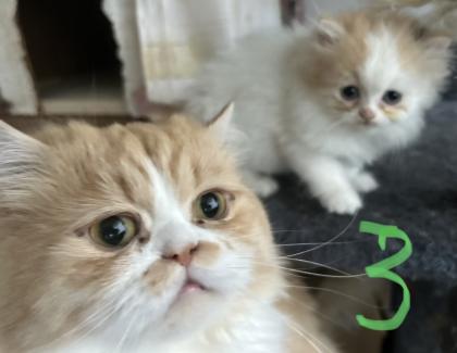 Persicher baby kitten
