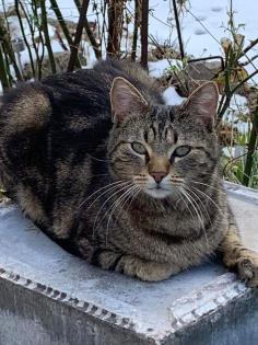 Kater vermisst