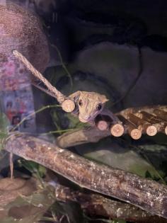 Terrarium und Kronengecko mit komplettem Zubehör
