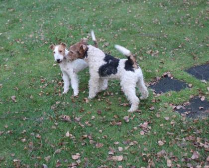 Drahthaar Foxterrier Welpe.