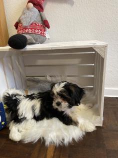 Süße cavalier- Shihtzu welpen/ CavaTzu abzugeben