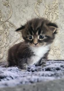 Reinrassiege Maincoon Kätzchen silver-white-Tabby/silver-black-red -Tabby