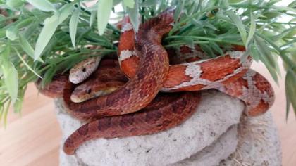 4 Kornnattern mit HolzTerrarium und Deko