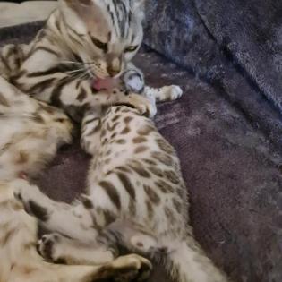Reinrassige Black Silber Bengal Junge geboren. 3. 52022