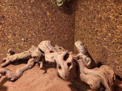 Zwergbartagamen Adult Pogona Henrylawsoni Pärchen mit Terrarium