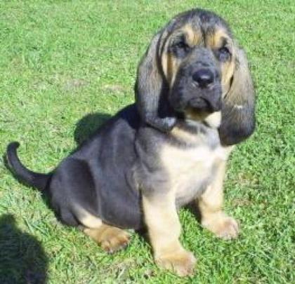 Bloodhound Welpen in black tan
