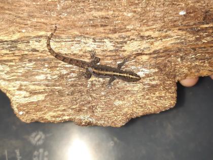 Gonatodes vittatus 1. 0. abzugeben