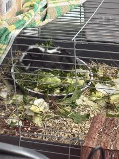 4 Meerschweine suchen ein neues Zuhause einzeln auch möglich