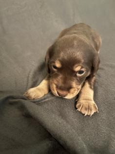 Beagle Cocker Spaniel Welpen