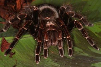 Pamphobeteus platyomma, Riesenvogelspinne