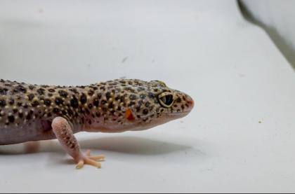 Leopardgecko 1. 13. 16
