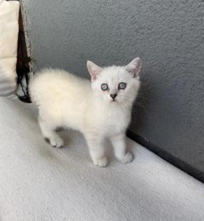 Abgabe bereite BKH blue point kitten Nur 1 männlich übrig