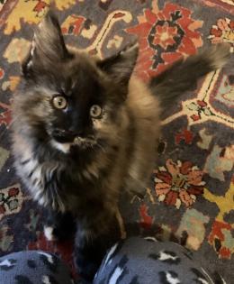 Maine Coon Kitten suchen ihr zukünftiges zu Hause