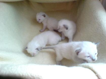 4 reinrassige Siambabys