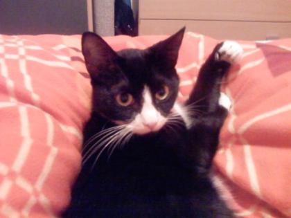 Süße katze sucht ein neues zuhause