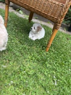 Süße Maltipoo Welpen
