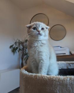BKH Mix Katze Kitten