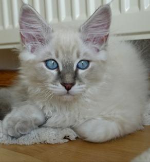 2 Heilige Birma Kitten Katzen abholbereit
