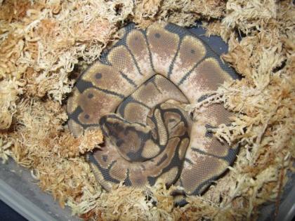 0. 1 Python Regius spider