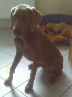 Weimaraner Rüdde Paul