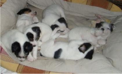 Parson Russell Terrier Welpen Junghündin