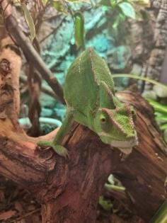 2 Jemenchamäleons Männchen und Weibchen